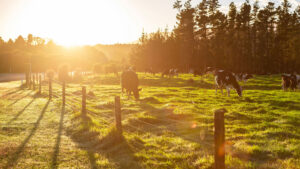 New Zealand Rural Landscape with dairy cows